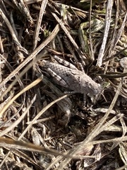 Trimerotropis occidentalis