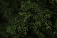 Thuidium tamariscinum