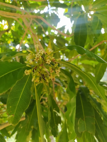 Pittosporum taitense observed 2022-09-16