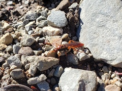 Spilichneumon