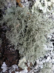 Usnea