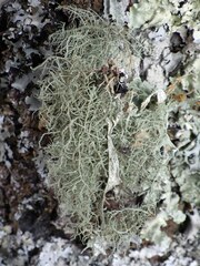 Usnea