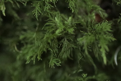 Thuidium tamariscinum