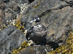 Histrionicus histrionicus