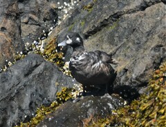 Histrionicus histrionicus