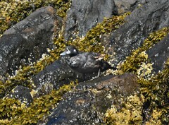 Histrionicus histrionicus