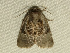 Meropleon ambifusca