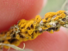 Trentepohlia aurea