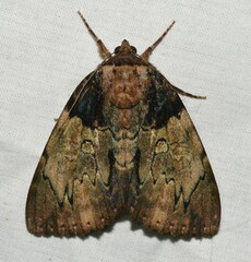 Catocala nebulosa