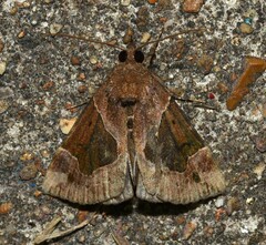 Hypena manalis