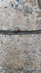Forficula auricularia
