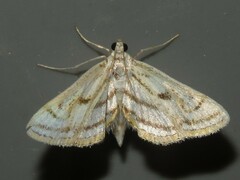 Parapoynx badiusalis