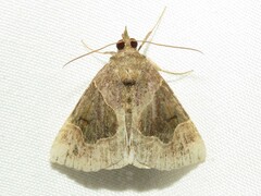 Hypena manalis
