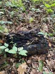 Xylaria longipes