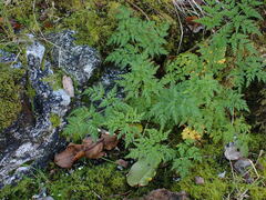 Conioselinum gmelinii
