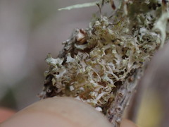 Physcia adscendens