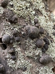 Daldinia childiae