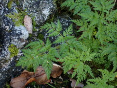 Conioselinum gmelinii