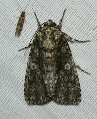 Acronicta afflicta