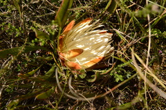 Protea aspera