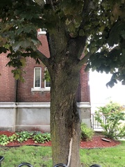 Acer platanoides