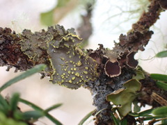 Pseudocyphellaria