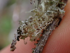 Physcia adscendens