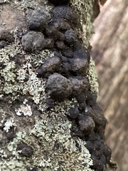Daldinia childiae