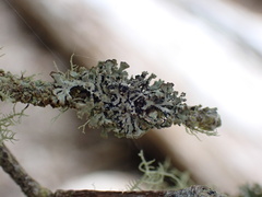 Hypogymnia hultenii