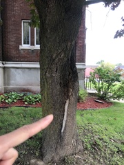 Acer platanoides