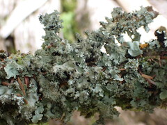Parmotrema crinitum