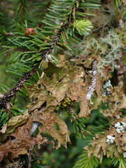 Lobaria pulmonaria