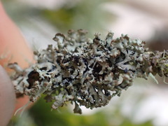 Hypogymnia hultenii