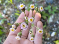 Erigeron acris kamtschaticus