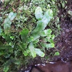 Conocephalum conicum