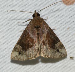 Hypena manalis