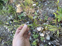 Erigeron acris kamtschaticus
