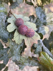 Cynips mirabilis