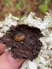 Arion intermedius