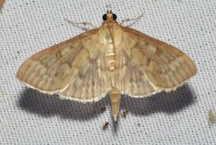 Herpetogramma pertextalis