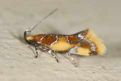 Epicallima argenticinctella