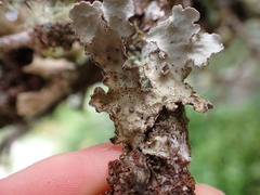 Lobarina scrobiculata