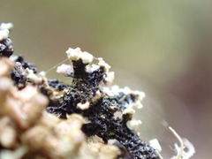 Hypogymnia hultenii