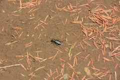 Cicindela longilabris