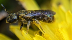 Dialictus