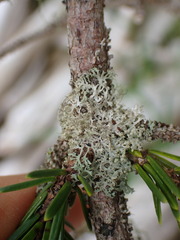 Physcia adscendens