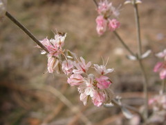 Eriogonum niveum