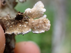 Lobarina scrobiculata