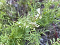 Astragalus tenellus