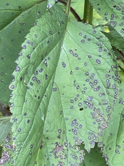 Scrophularia lanceolata